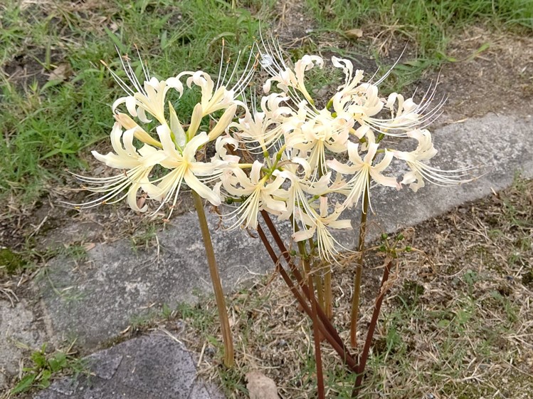 シロバナマンジュシャゲの花
