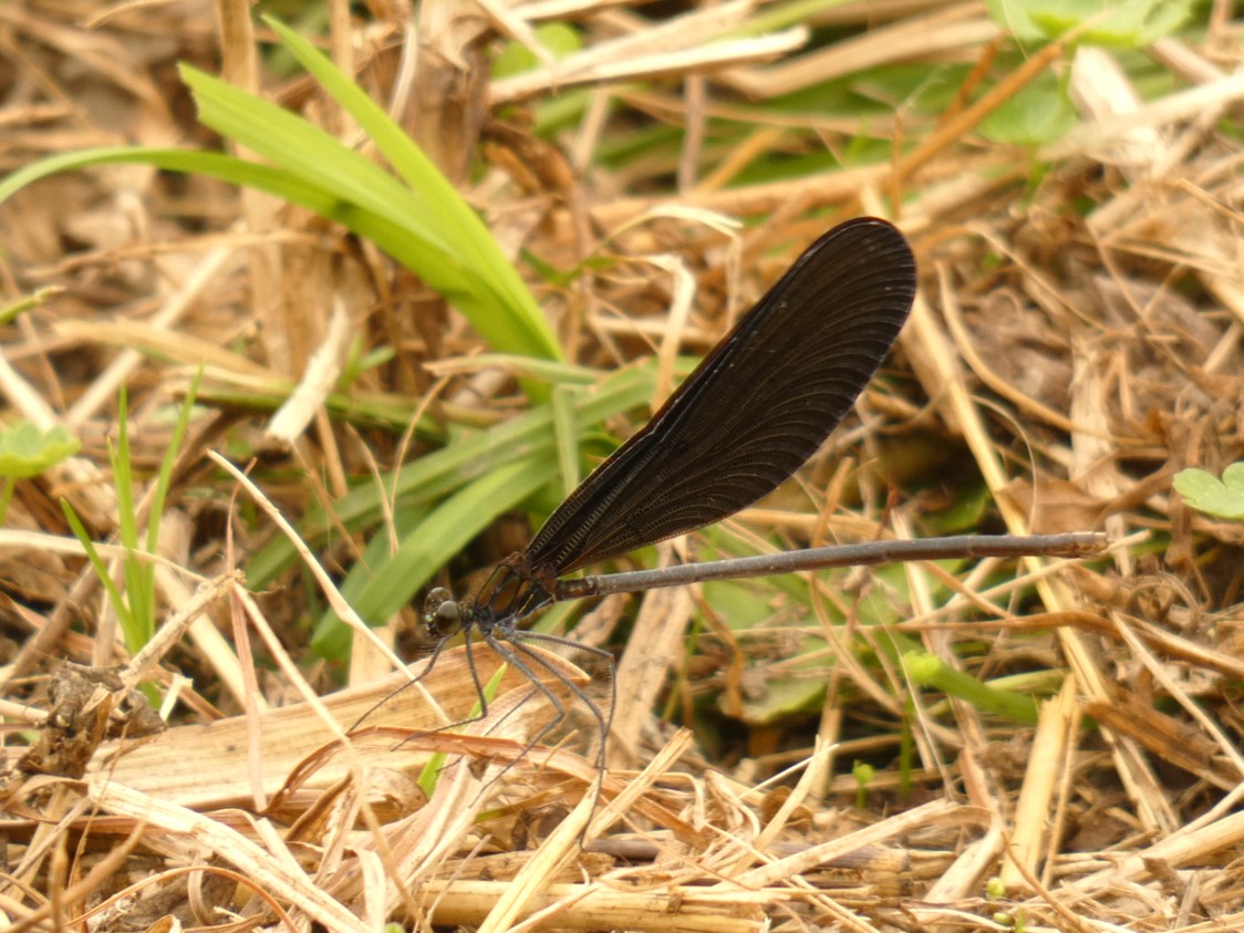 ハグロトンボ成虫♀