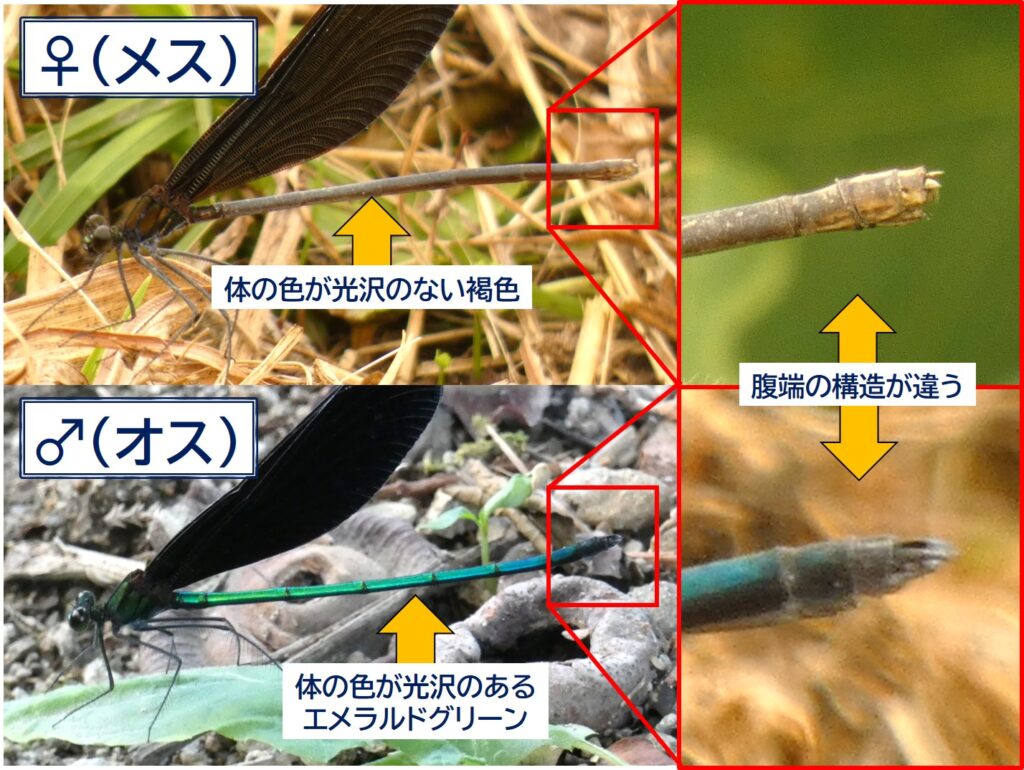 ハグロトンボのメスとオスの見分け方