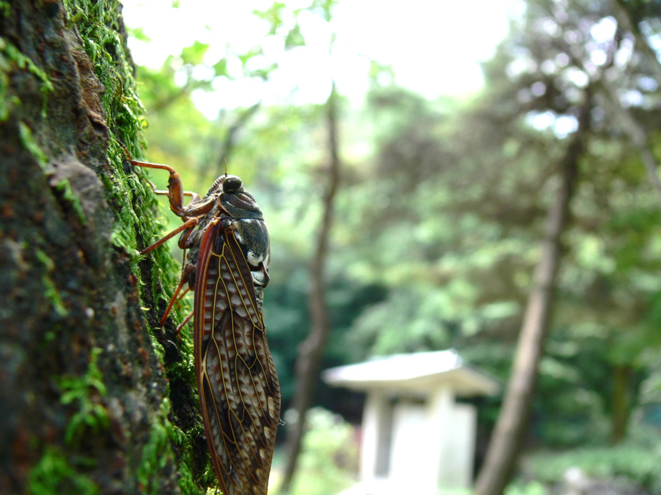 アブラゼミ成虫
