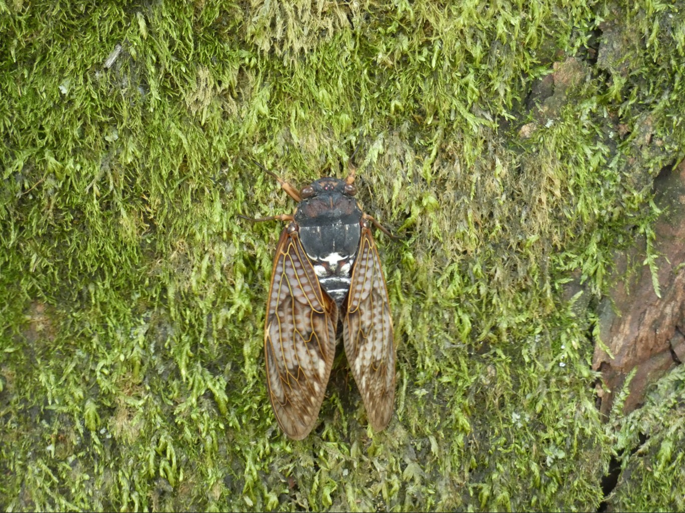アブラゼミ成虫