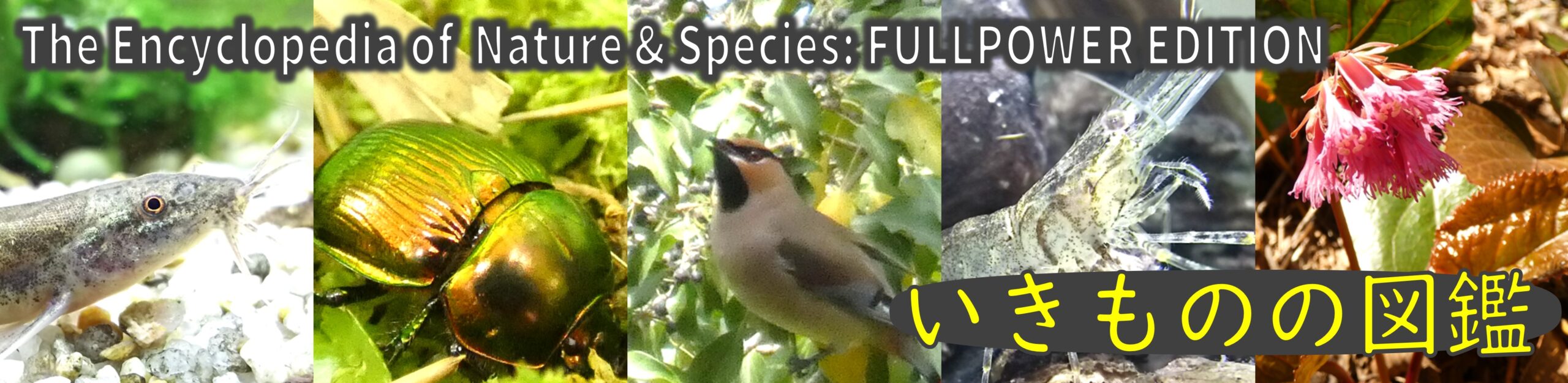 いきものの図鑑 The Encyclopedia of Nature & Species: FULLPOWER EDITION