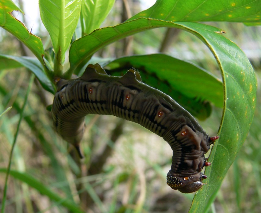 オオスカシバ幼虫（褐色型）