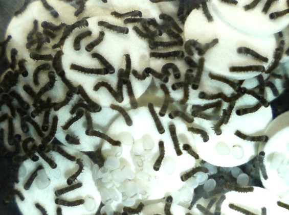 カイコガ(蚕)の図鑑 -生態・特徴・見分け方など- | いきものの図鑑 The Encyclopedia of Nature ...