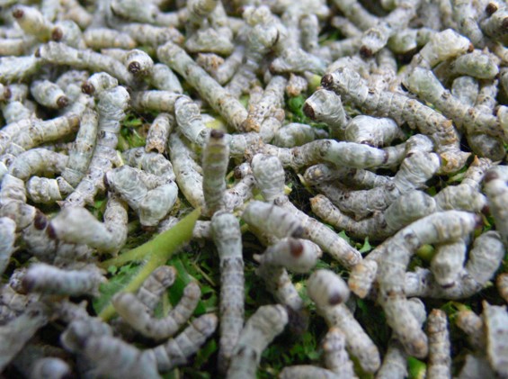 カイコガ(蚕)の図鑑 -生態・特徴・見分け方など- | いきものの図鑑 The Encyclopedia of Nature ...