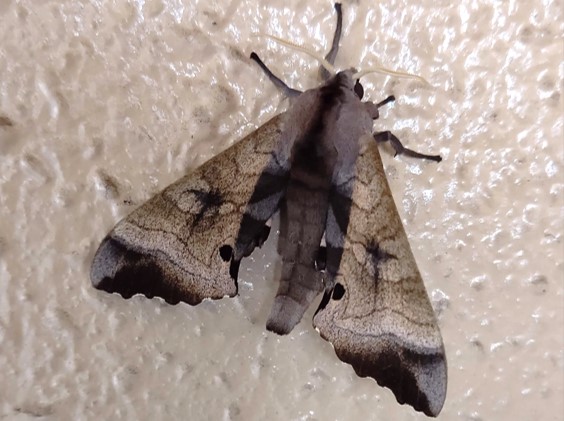 モモスズメ Marumba Gaschkewitschii いきもの全力図鑑