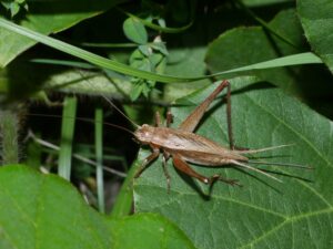 マツムシ（松虫の図鑑）の図鑑 -生態・特徴・見分け方など | いきものの図鑑 The Encyclopedia of Nature ...