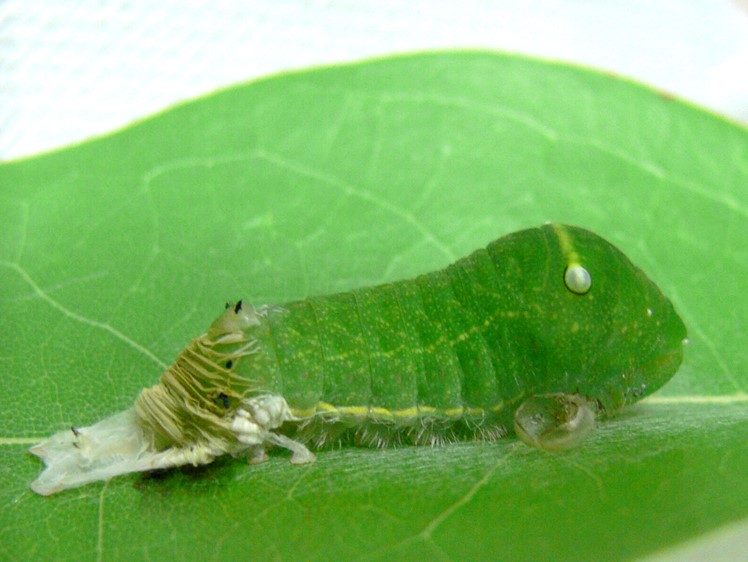 アオスジアゲハ終齢幼虫（脱皮直後）
