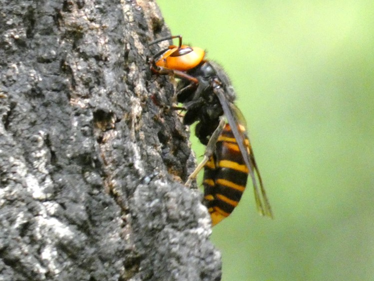 オオスズメバチ成虫（木の皮を剝いでいる）