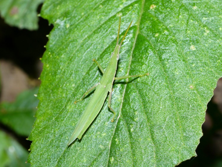 オンブバッタ成虫（緑色型）