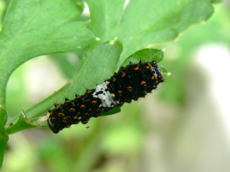 キアゲハ若齢幼虫