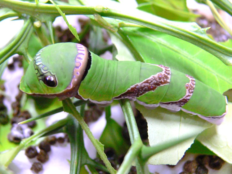 クロアゲハ終齢幼虫