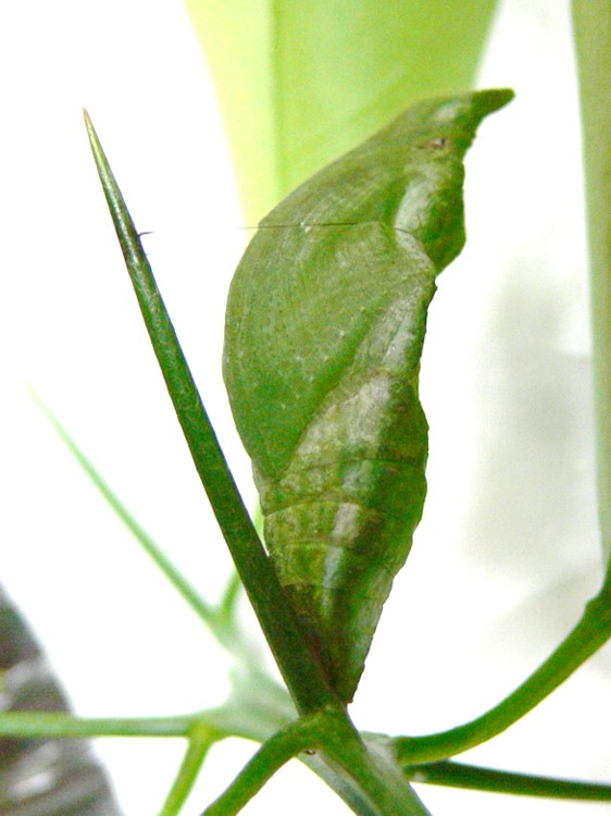 クロアゲハ蛹