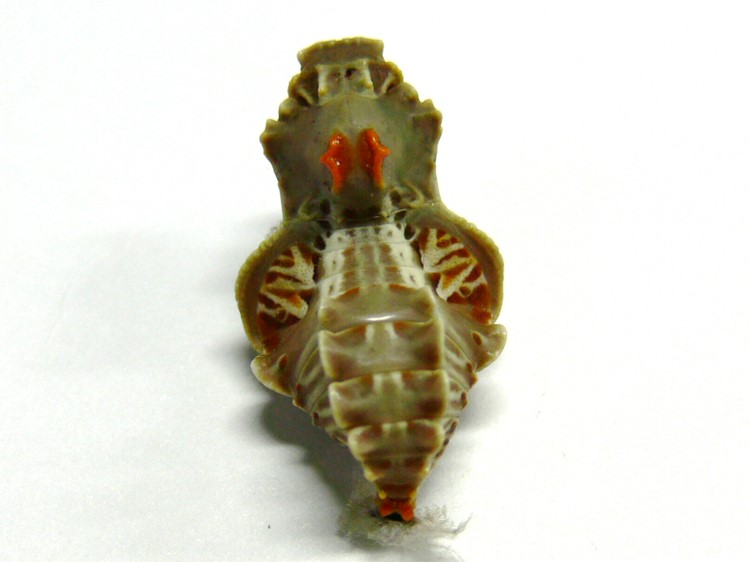 ジャコウアゲハ蛹