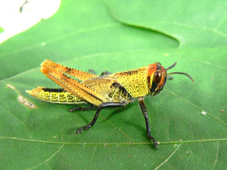 ツチイナゴ幼虫（集団型）