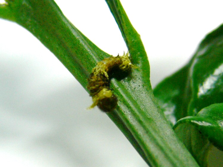 ナガサキアゲハ若齢幼虫