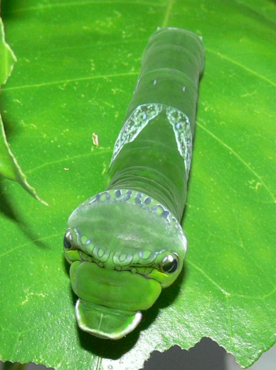 ナガサキアゲハ終齢幼虫