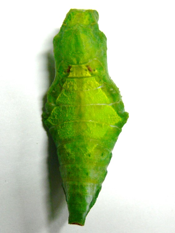 ナガサキアゲハ蛹