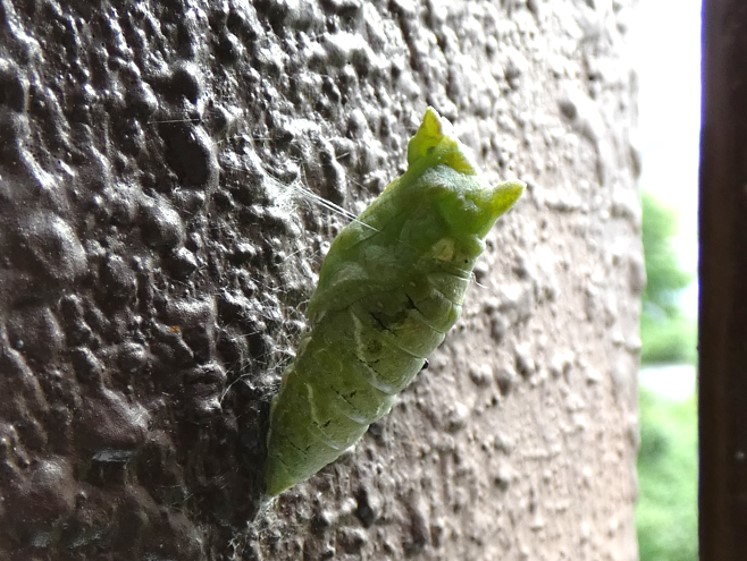 ナミアゲハ蛹（緑色型）