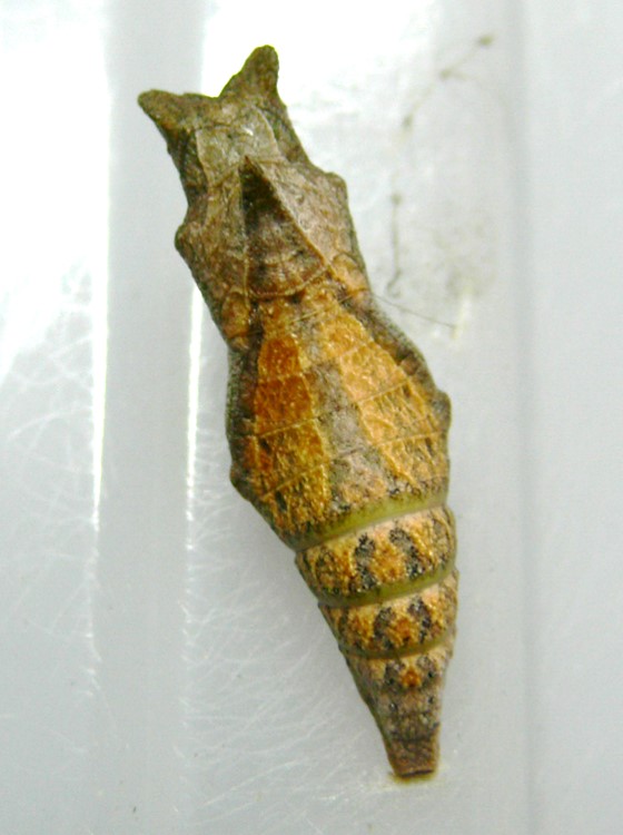 ナミアゲハ蛹（褐色型）