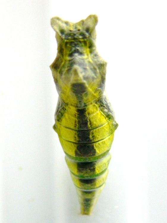 ナミアゲハ蛹（羽化間近）