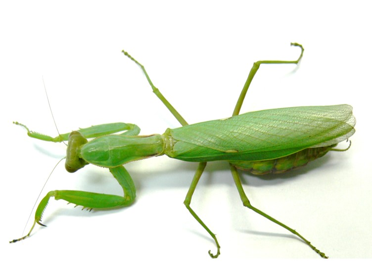 ハラビロカマキリ成虫（緑色型）