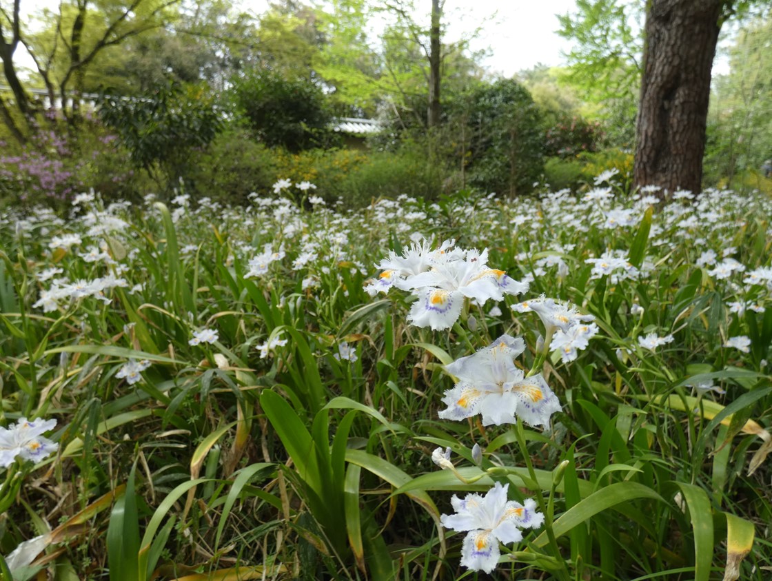 シャガ(射干、著莪、胡蝶花)の図鑑 – 生態・特徴・見分け方など- | いきものの図鑑 The Encyclopedia of Nature ...