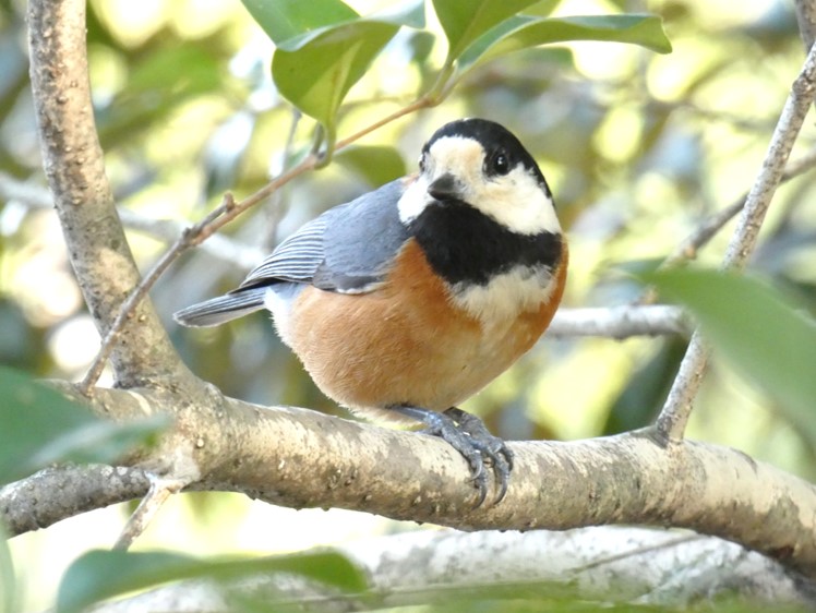 ヤマガラ（山雀）の図鑑 – 生態・特徴・見分け方など- | いきものの図鑑 The Encyclopedia of Nature ...