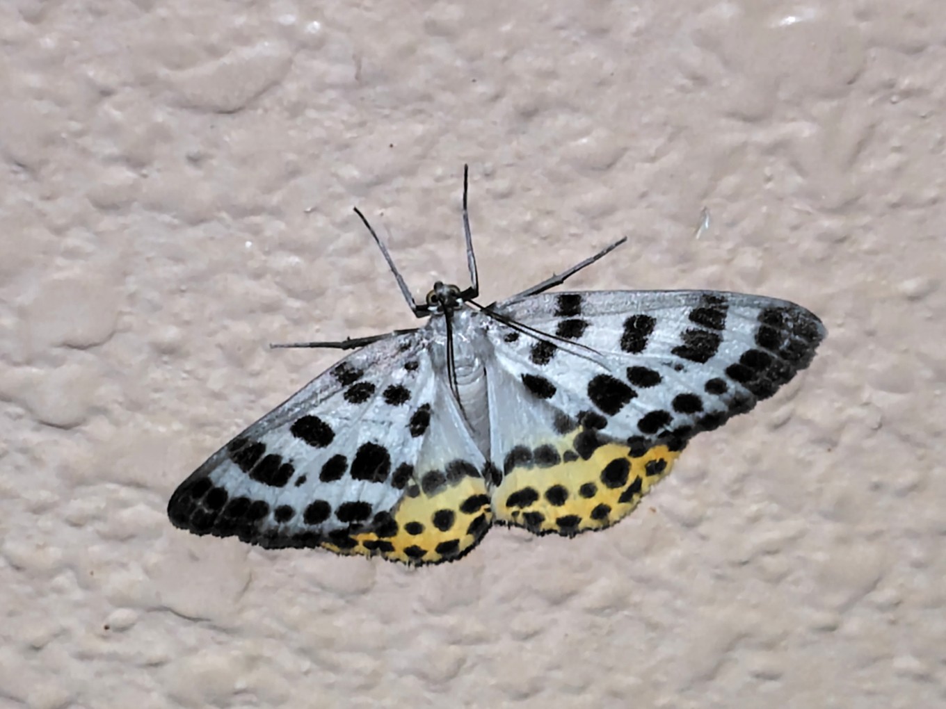 ヒョウモンエダシャク成虫