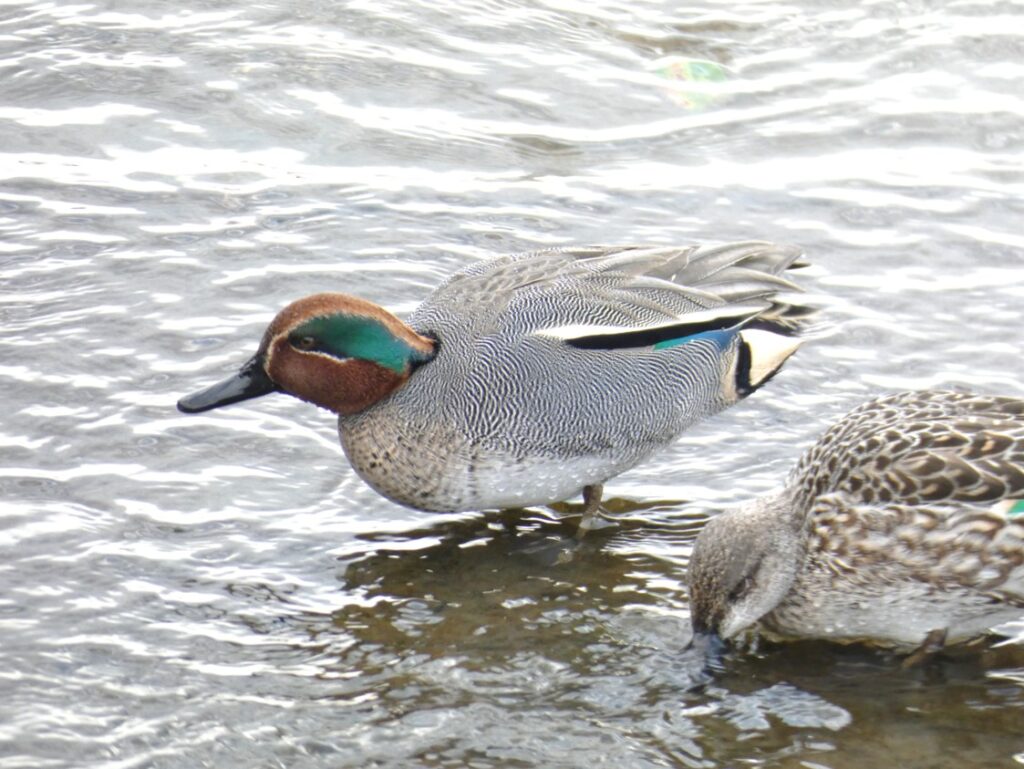 鳥類カモ目の鳥図鑑 | いきものの図鑑 The Encyclopedia of Nature & Species: FULLPOWER EDITION