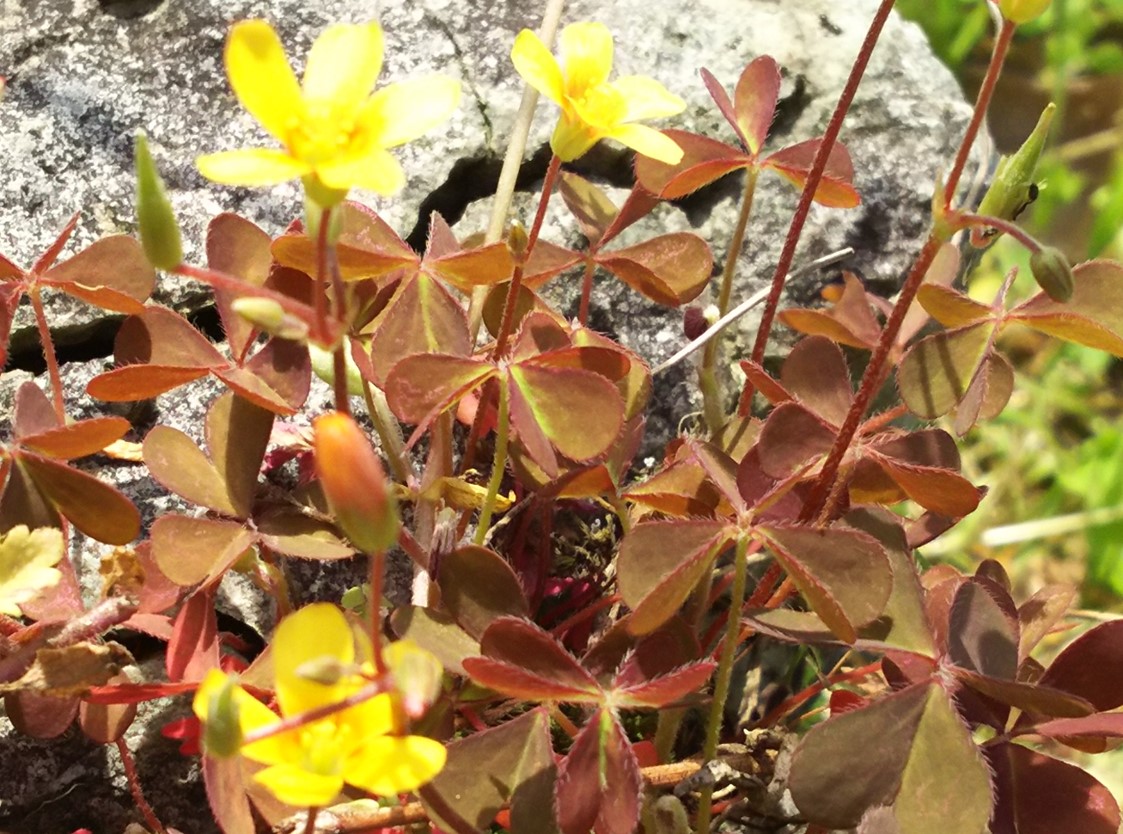 アカカタバミ花