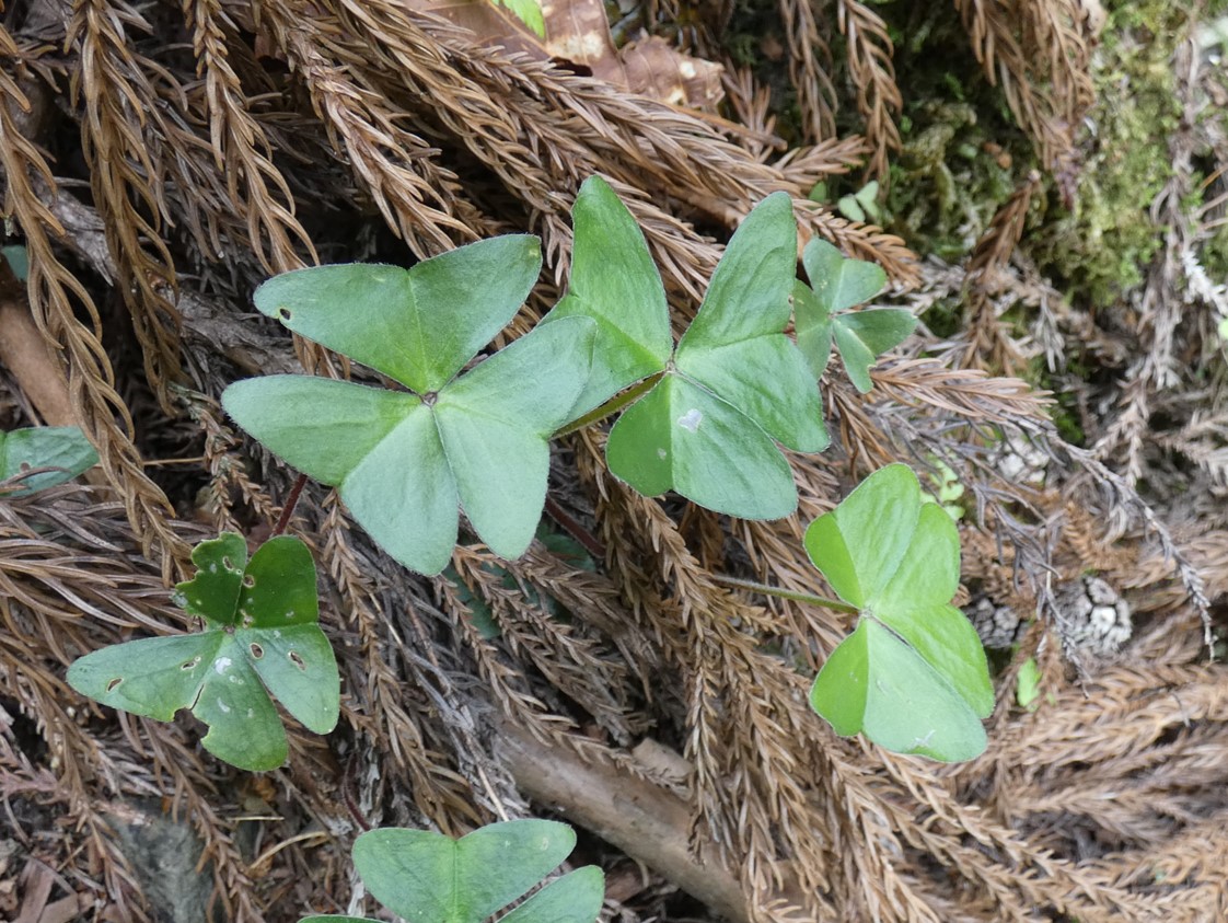 ミヤマカタバミの葉