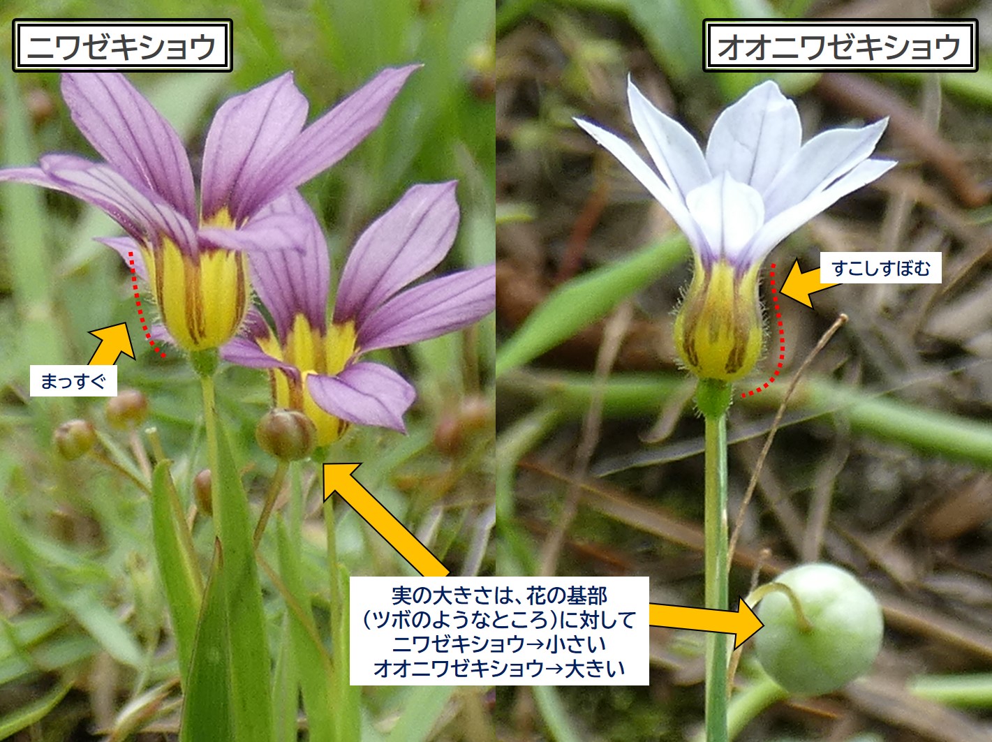 ニワゼキショウ(庭石菖)の図鑑 – 生態・特徴・見分け方など- | いきものの図鑑 The Encyclopedia of Nature ...