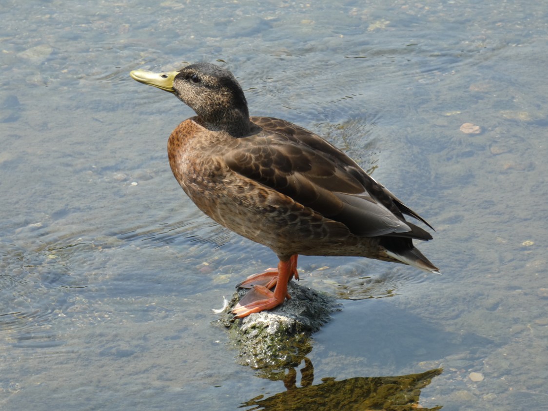 鳥類カモ目の鳥図鑑 | いきものの図鑑 The Encyclopedia of Nature & Species: FULLPOWER EDITION