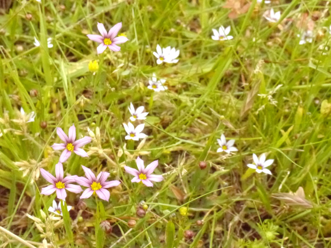 ニワゼキショウの花（紫）とオオニワゼキショウの花（白）