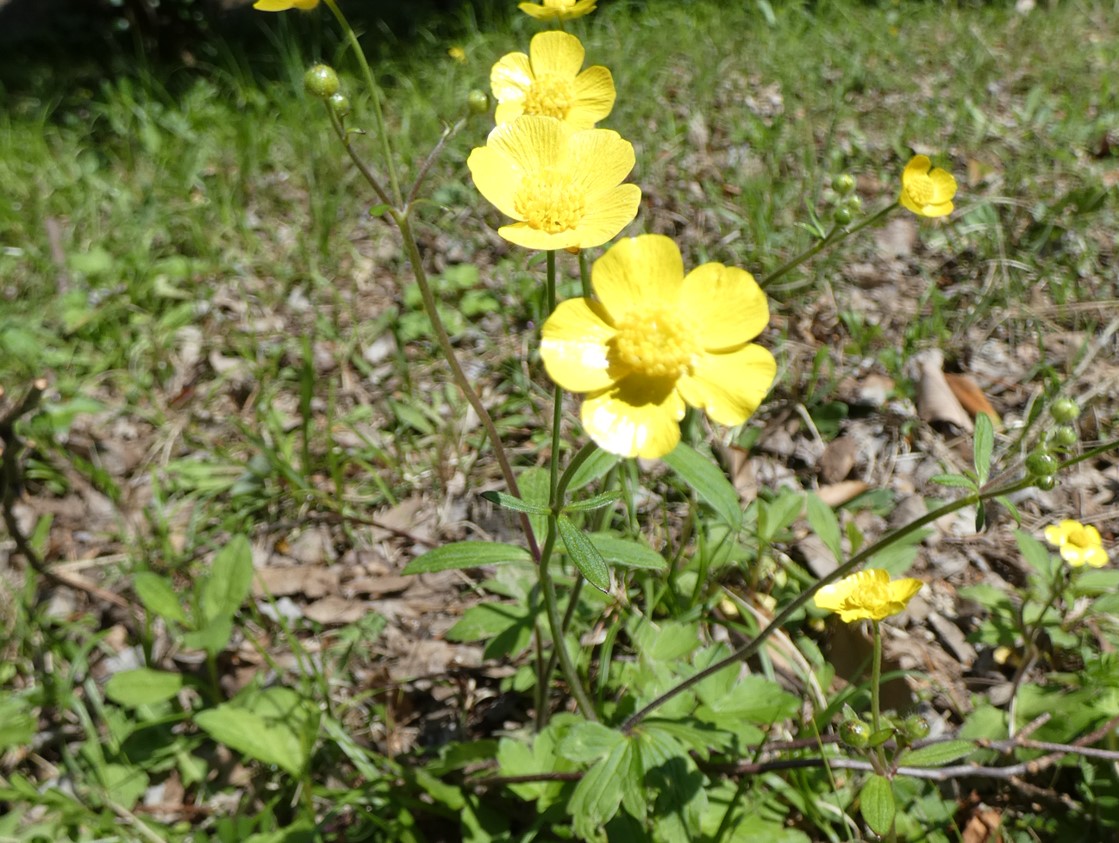 kinpouge 双子葉類 キンポウゲ目の植物図鑑 | いきもの全力図鑑