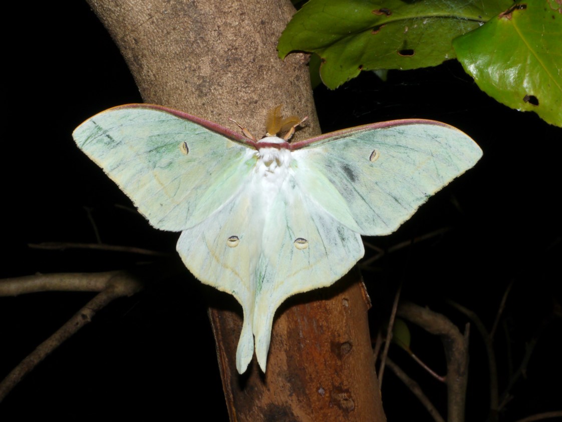 チョウ目ヤママユガ科・カイコガ科の昆虫図鑑 | いきものの図鑑 The Encyclopedia of Nature & Species ...
