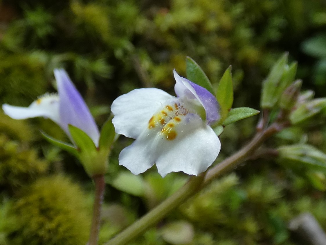 トキワハゼ(常磐爆)の図鑑 -生態・特徴・見分け方など- | いきものの図鑑 The Encyclopedia of Nature ...