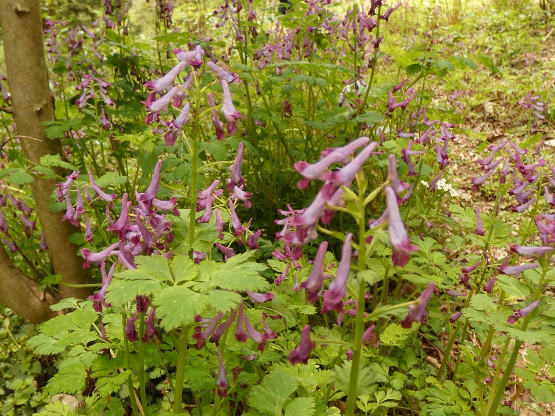 ムラサキケマン(紫華鬘)の図鑑 -生態・特徴・見分け方など- | いきものの図鑑 The Encyclopedia of Nature ...