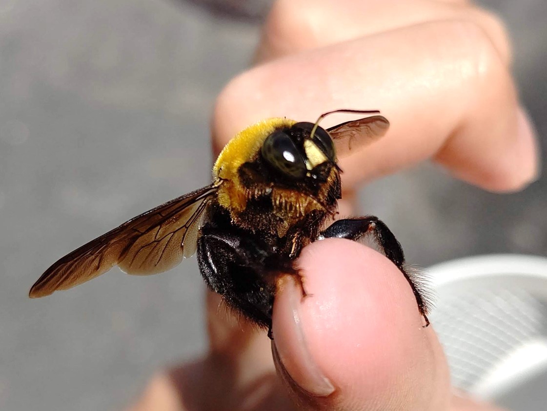 クマバチ 毒性 – クマバチ 巣 写真 – OUHP