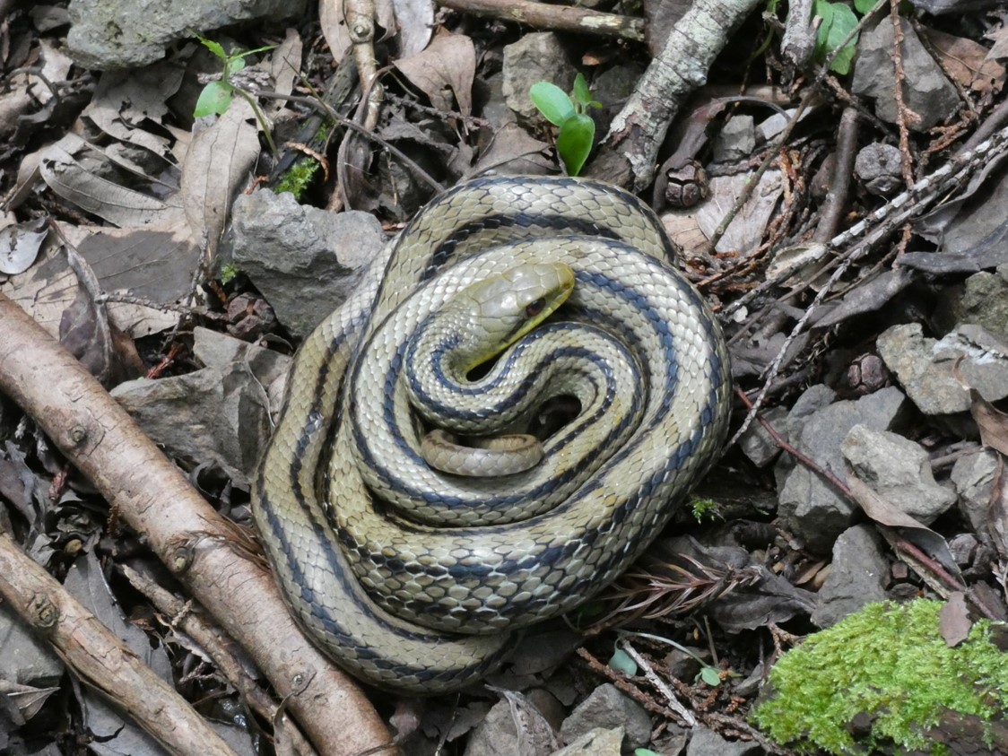 爬虫綱有鱗目(ヘビやトカゲの仲間)の図鑑 | いきものの図鑑 The Encyclopedia of Nature & Species ...