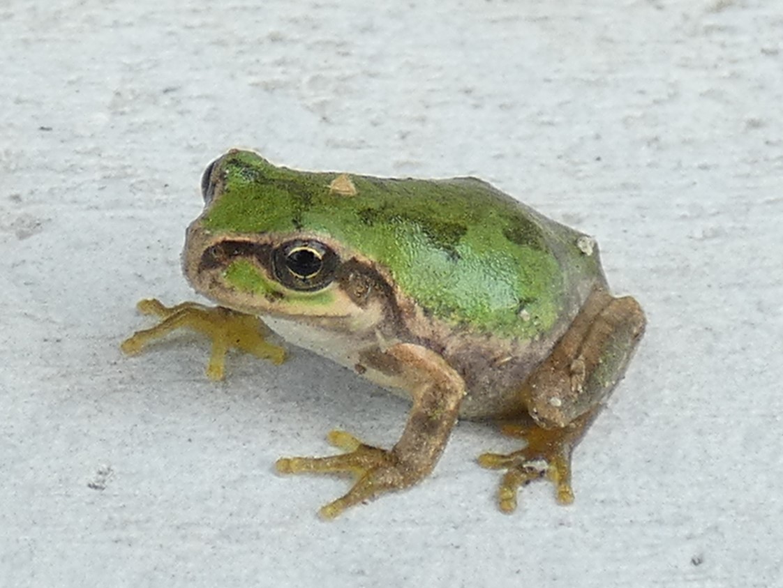 ニホンアマガエル(日本雨蛙)の図鑑 -生態・特徴・見分け方など- | いきものの図鑑 The Encyclopedia of Nature ...