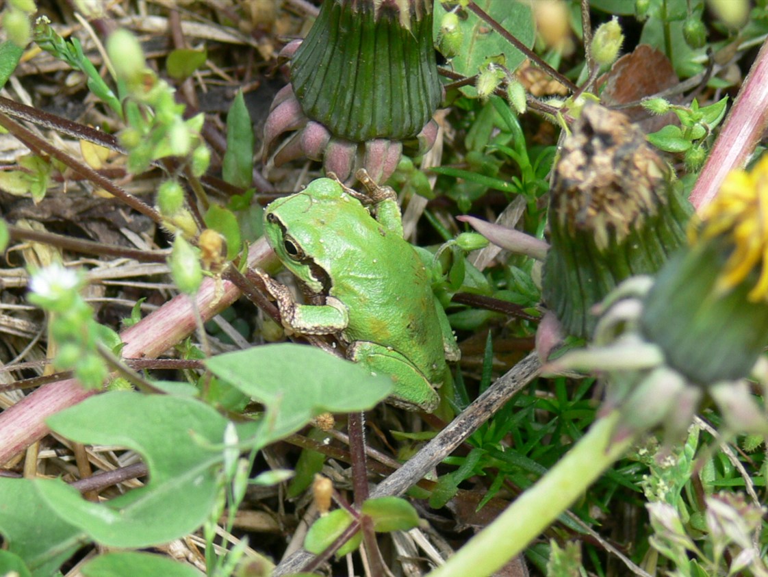 ニホンアマガエル(日本雨蛙)の図鑑 -生態・特徴・見分け方など- | いきものの図鑑 The Encyclopedia of Nature ...