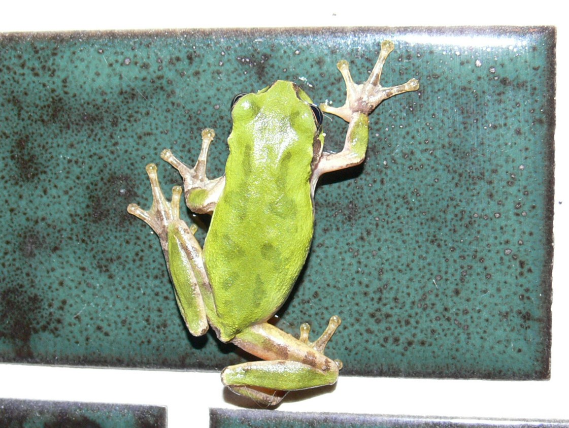ニホンアマガエル(日本雨蛙)の図鑑 -生態・特徴・見分け方など- | いきものの図鑑 The Encyclopedia of Nature ...