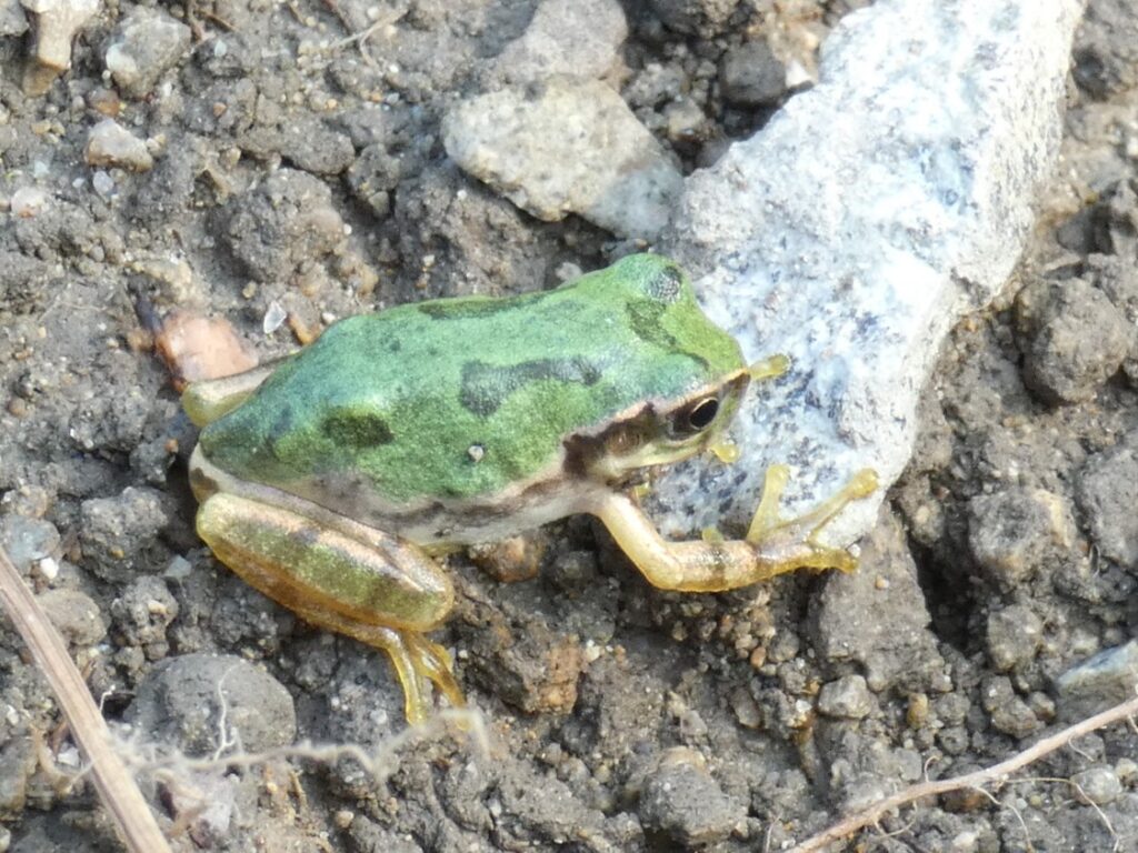 ニホンアマガエル(日本雨蛙)の図鑑 -生態・特徴・見分け方など- | いきものの図鑑 The Encyclopedia of Nature ...