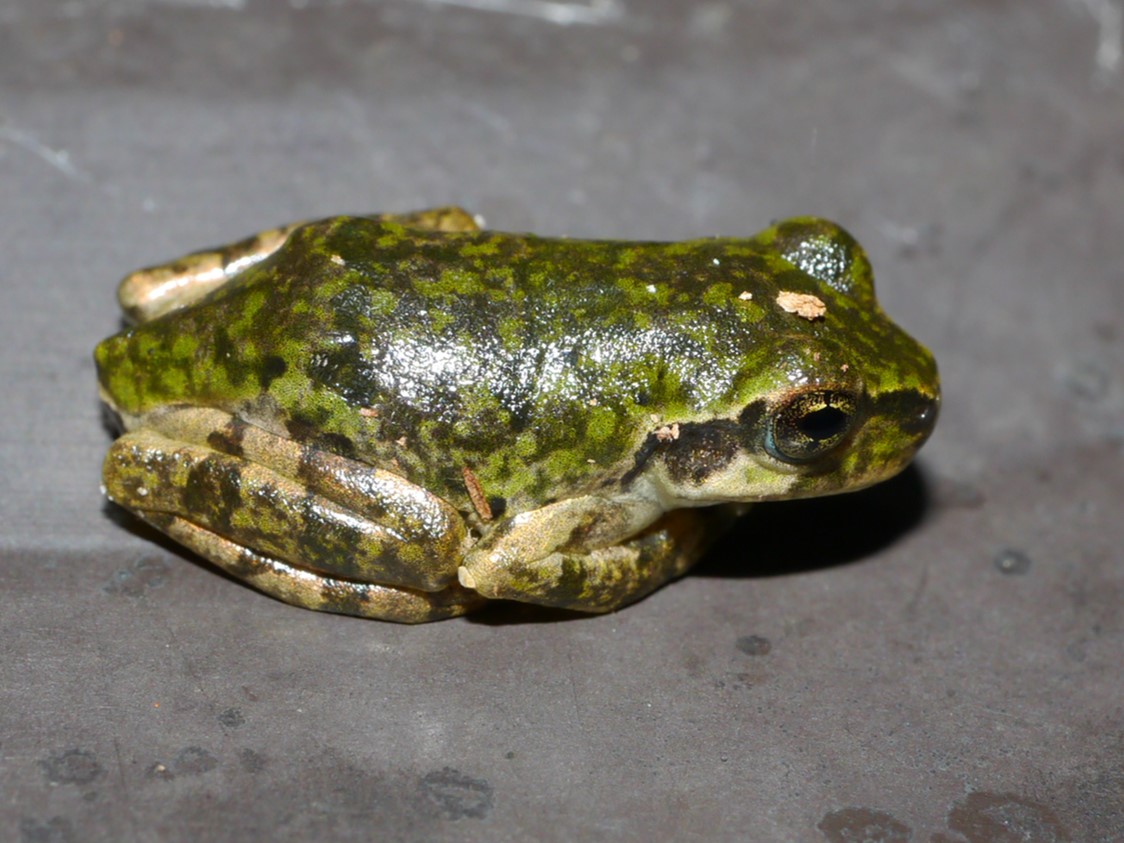 ニホンアマガエル(日本雨蛙)の図鑑 -生態・特徴・見分け方など- | いきものの図鑑 The Encyclopedia of Nature ...