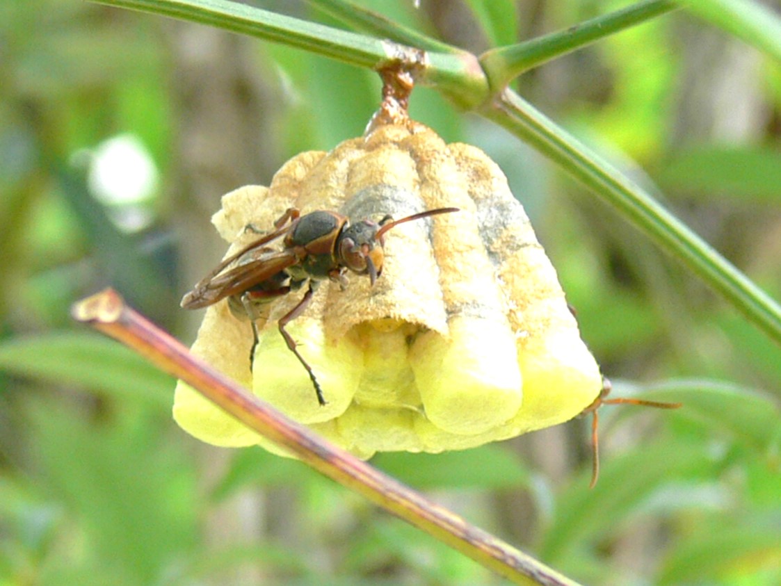 キボシアシナガバチ成虫