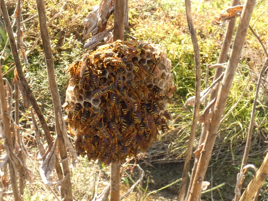 フタモンアシナガバチ巣
