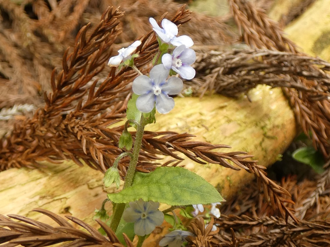 ヤマルリソウの花