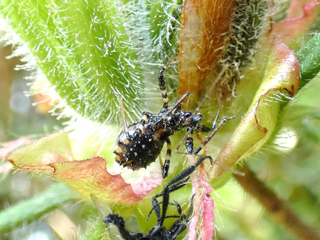 ヤニサシガメ(脂刺亀)の図鑑 – 生態・特徴・見分け方など- | いきものの図鑑 The Encyclopedia of Nature ...